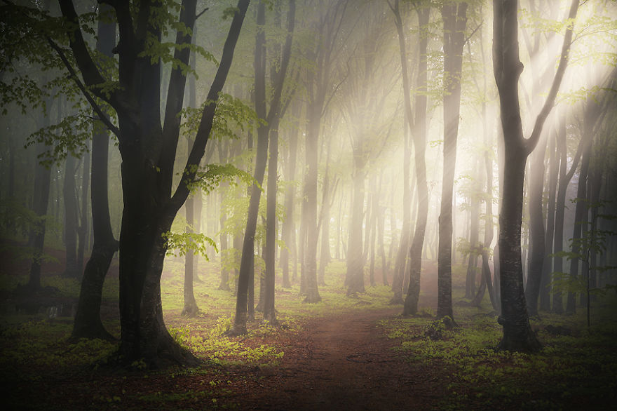 Mesebeli fotók egy misztikus erdőről