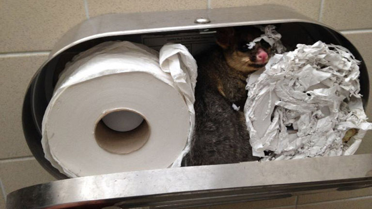 WC papír tartóba szorult a cuki oposszum