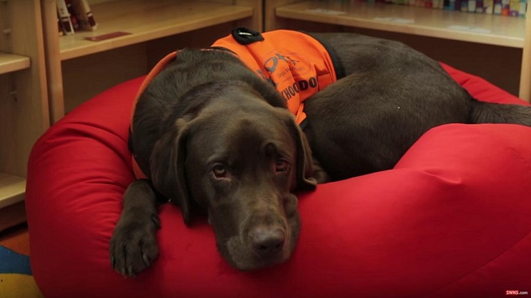 Megtanult olvasni a kutya, hogy segítsen a gyerekeknek - videó