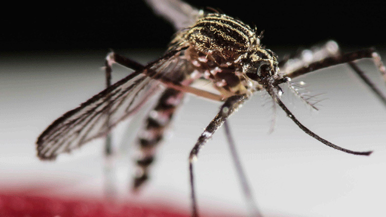 Zika-vírus: újabb bizonyíték, hogy a kór összefügg a kisfejűséggel