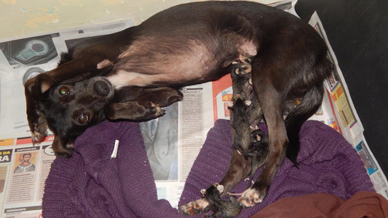 Napi cuki: elárvult oposszumcsaládot fogadott örökbe a kutya