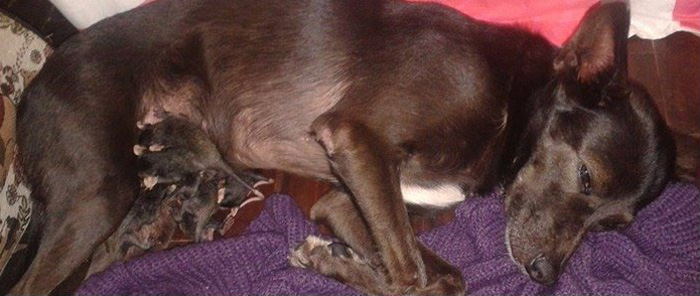 Napi cuki: elárvult oposszumcsaládot fogadott örökbe a kutya