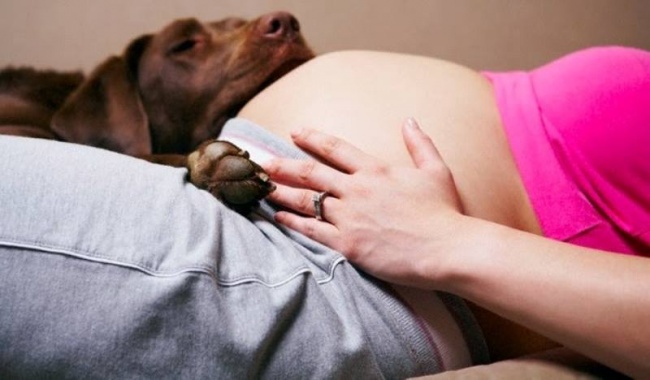 Kutyák, akik nagyon várják már a baba születését - fotók