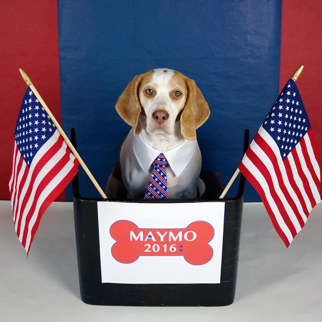 Ettől a jelmezes beagle kutyától tuti elolvadsz - képek