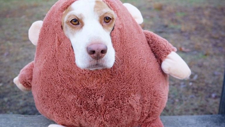 Ettől a jelmezes beagle kutyától tuti elolvadsz - képek