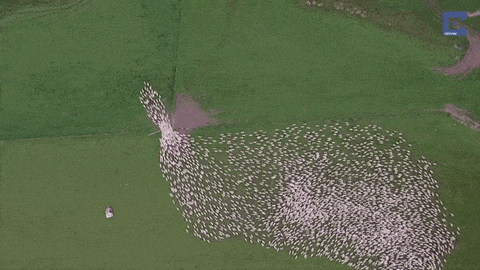 Leesik az állad ettől a videótól: elképesztő, ahogy ezek a bárányok vonulnak