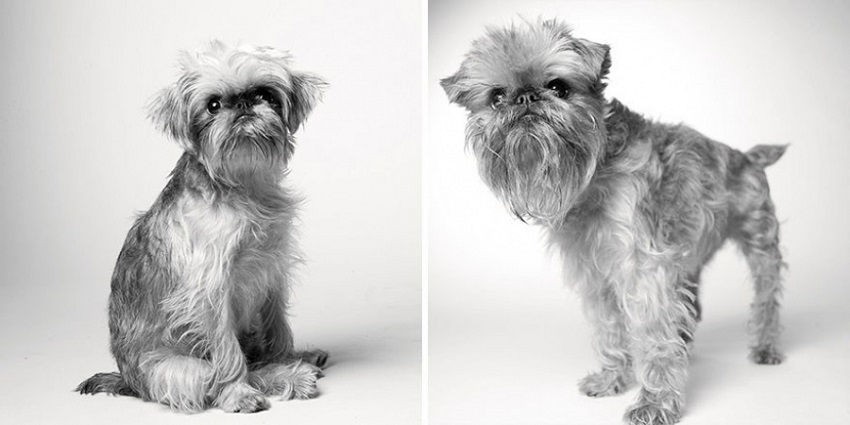 Így öregszenek a kutyák - cuki képek