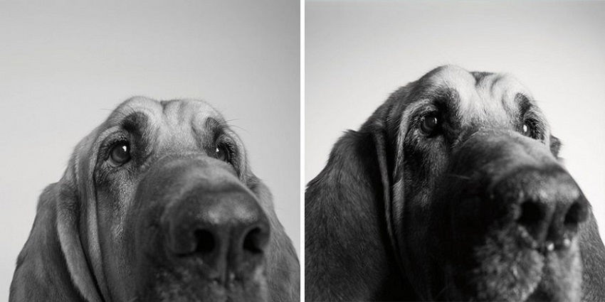 Így öregszenek a kutyák - cuki képek