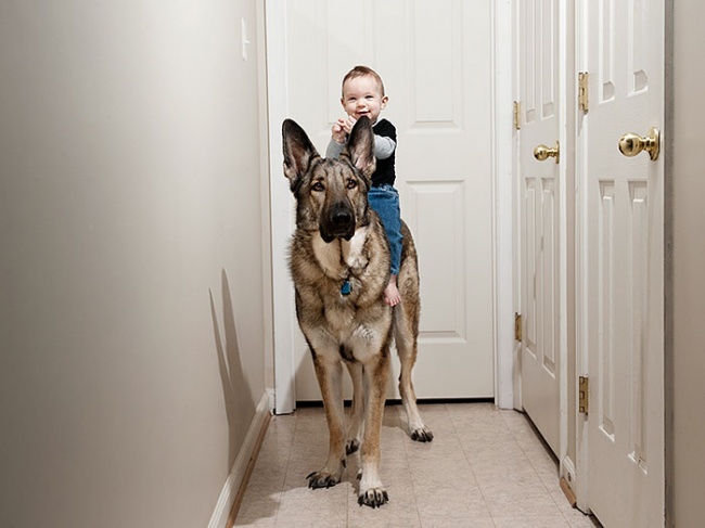 Óriás kutyák, akik sajátjukként óvják a babákat - cuki fotók