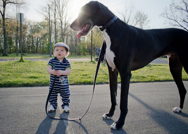 Óriás kutyák, akik sajátjukként óvják a babákat - cuki fotók