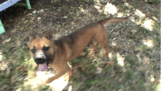 Megható videó: megmentette a kutyát az állatorvos, és visszahozta az életbe