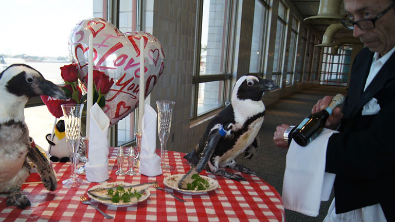 22. Valentin-napját ünnepelte a pingvinpár!