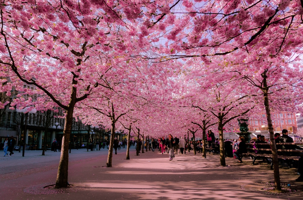 14 bámulatos tavaszi fotó a virágzó városokról