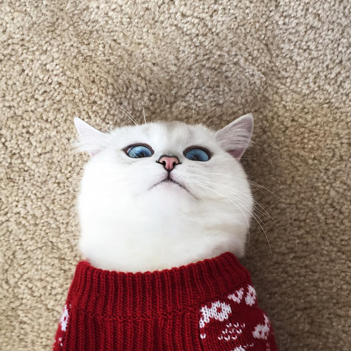 Ennek a macskának tényleg úgy csillog a szeme, mint a zafír