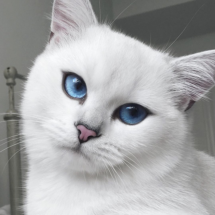 Ennek a macskának tényleg úgy csillog a szeme, mint a zafír
