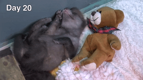 Teddy mackóval nő fel a rókakölyök - videó