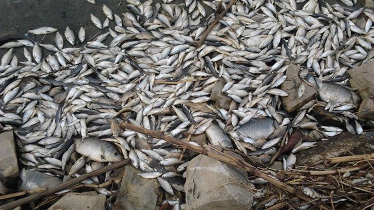 Nógrádi halhalál: szándékosan hagytak megfulladni több tízezret