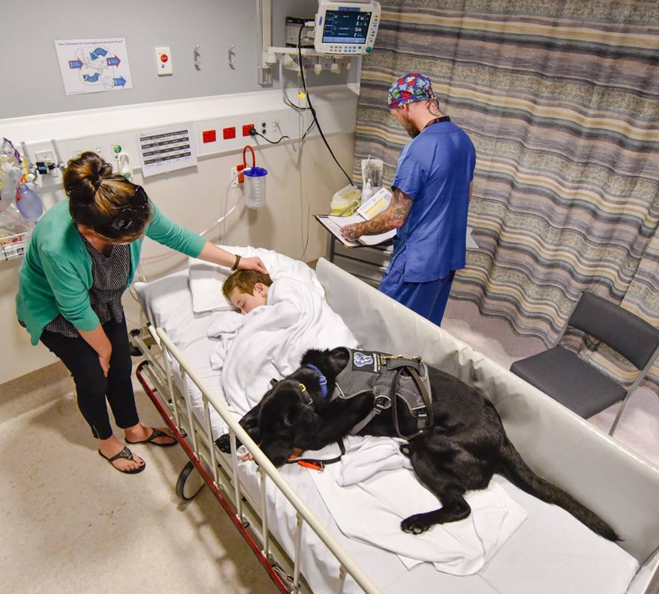 A kórházban sem mozdul a kisfiú mellől négylábú segítője
