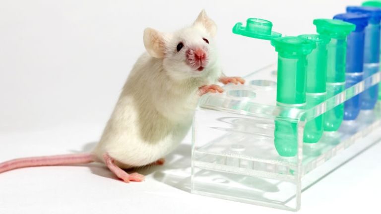 Az egereknél fényesen bevált a trehalóz