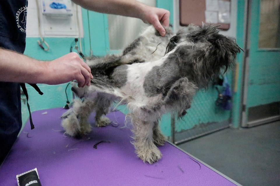 Ingyen kutyakozmetika menhelyi kutyáknak - képek