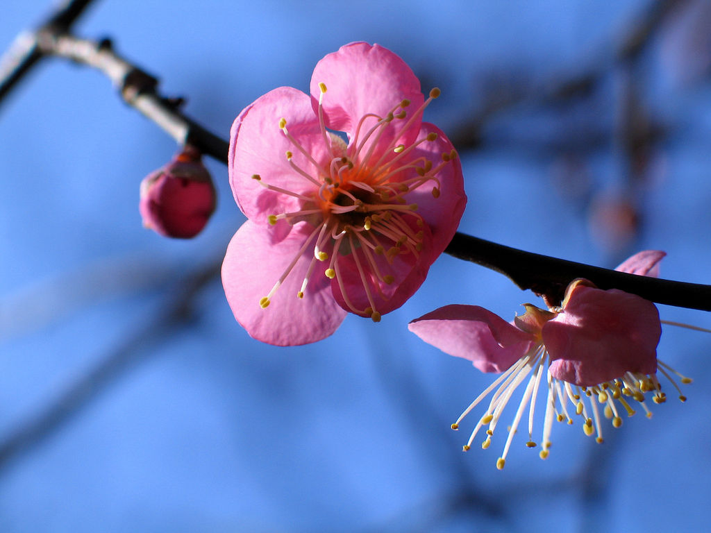 Gyönyörűen a virágzó szilvafák - mesés képek Japánból