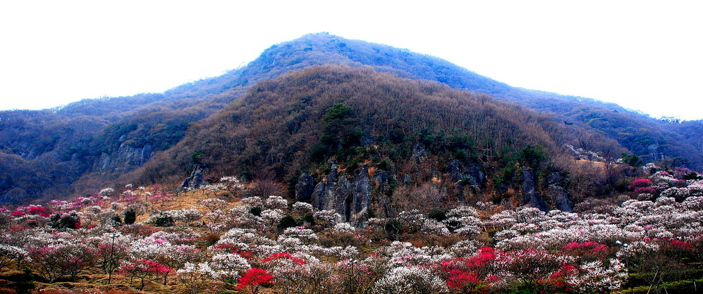 Gyönyörűen a virágzó szilvafák - mesés képek Japánból