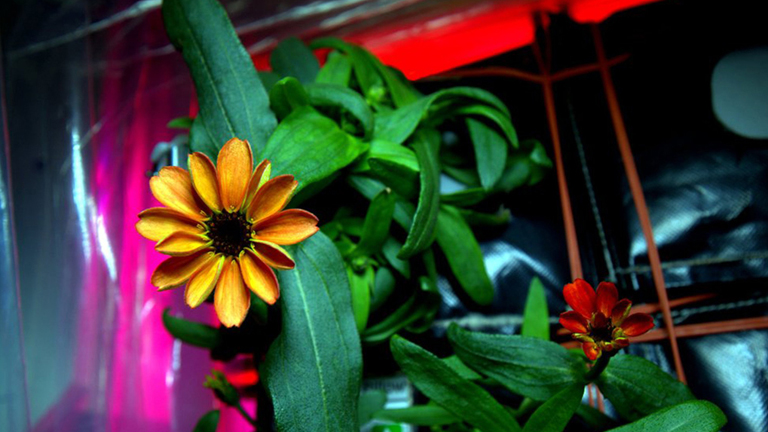 A világtörténelem első, űrben növesztett virágja (Fotó: NASA)