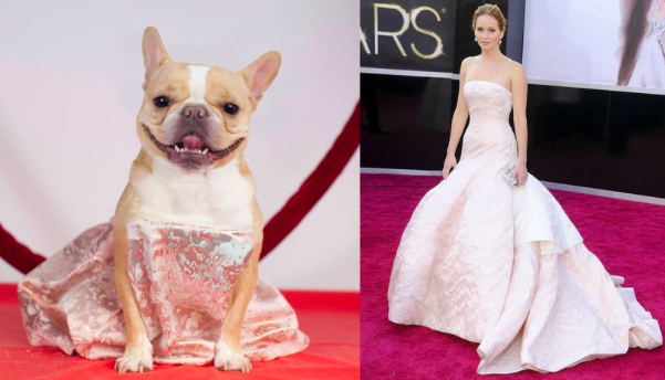 Ikonikus Oscar-ruhákban parádézik a kutya - vicces fotók