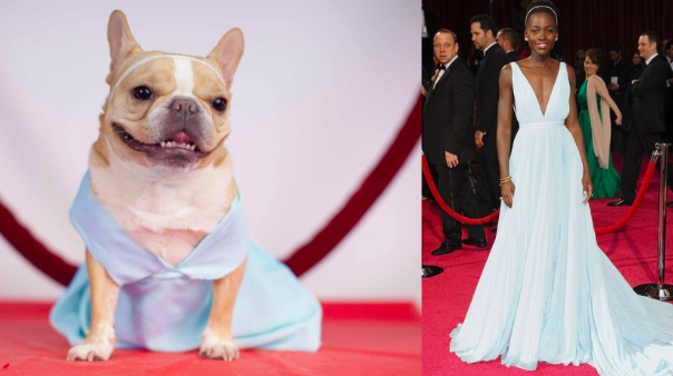 Ikonikus Oscar-ruhákban parádézik a kutya - vicces fotók
