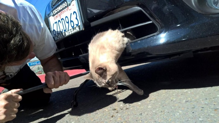 12 kilométert utazott a lökhárítóba ragadva a macska