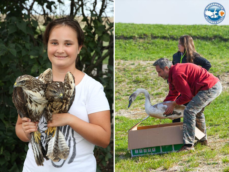 Több száz madár köszönheti életét a 13 éves magyar kislánynak