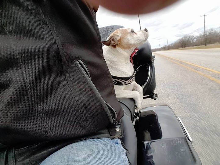Út mentén talált kutyust fogadott be a jó fej motoros