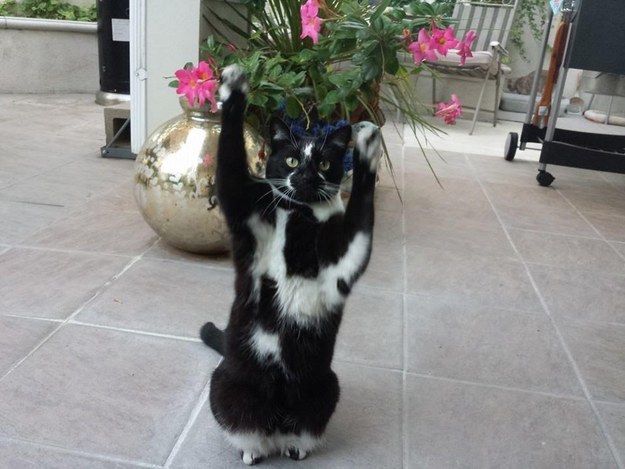 Megőrül az internet a feltartott kézzel pózoló macskáért - vicces képek