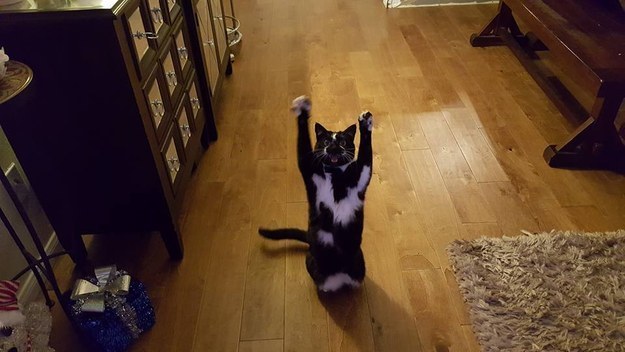 Megőrül az internet a feltartott kézzel pózoló macskáért - vicces képek