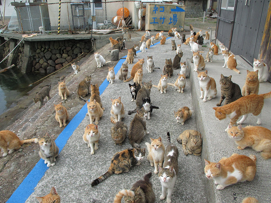 Az internettől kért ételt a japán macskasziget - és kapott