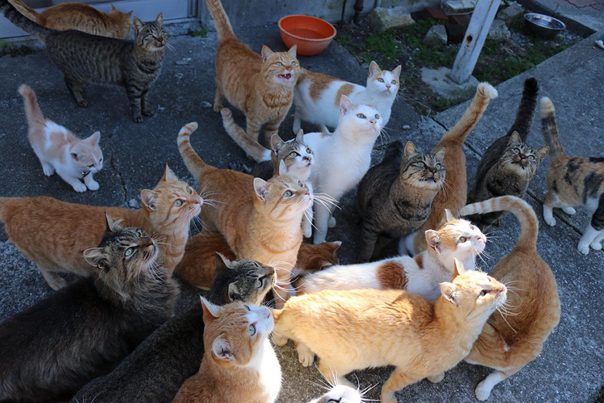 Az internettől kért ételt a japán macskasziget - és kapott