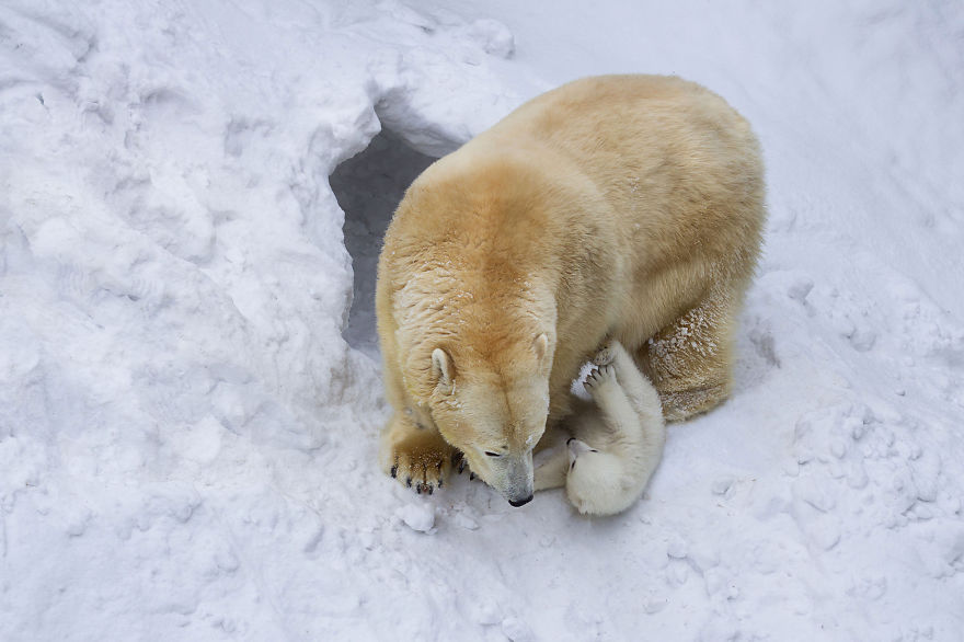 Így mókázik bocsával a jegesmedve-mama - cuki fotók