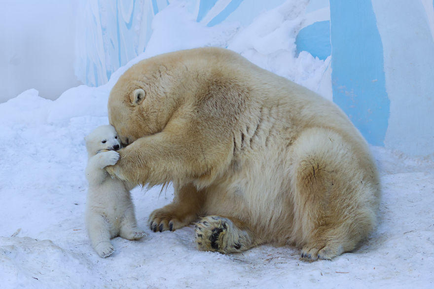 Így mókázik bocsával a jegesmedve-mama - cuki fotók