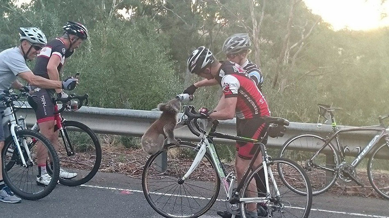 Cuki fotó: biciklisek hűtötték le a koalát