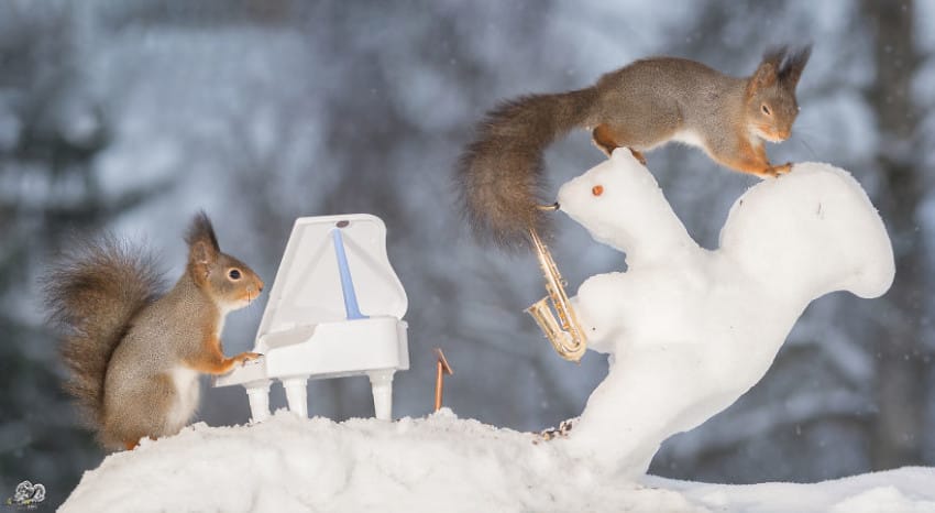 Fergeteges fotókat készített a kertjében élő mókusokról a fotós - cuki képek