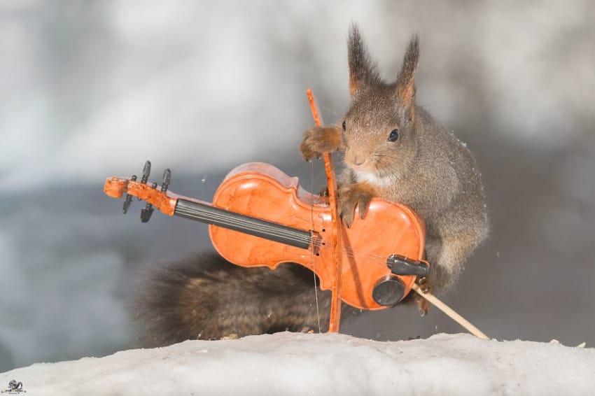 Fergeteges fotókat készített a kertjében élő mókusokról a fotós - cuki képek