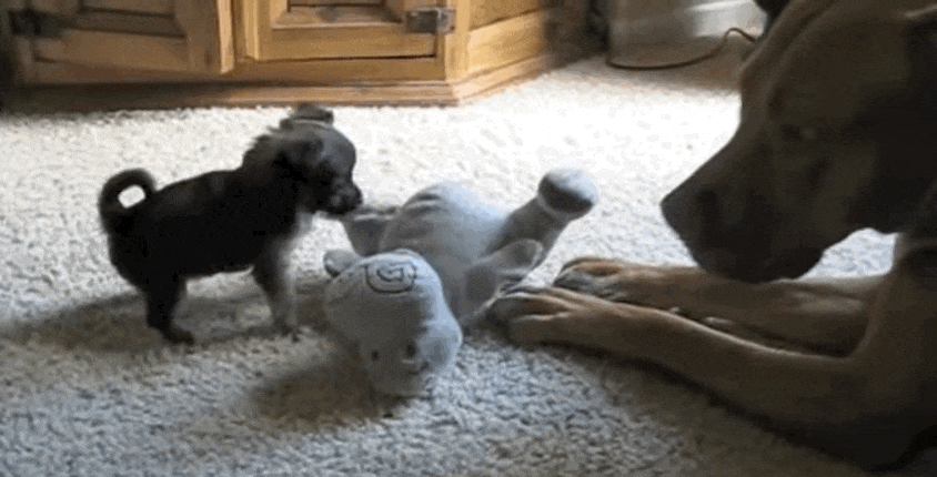 Játszani tanítja a kiskutyát a türelmes pitbull - cuki videó
