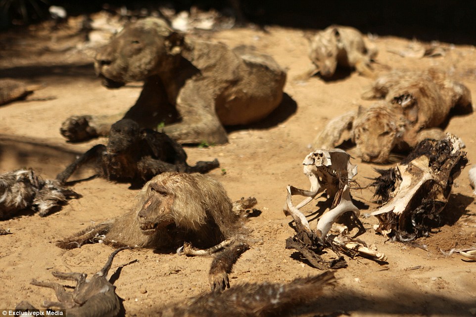 Éhen haltak az állatok a gázai állatkertben (+18) - sokkoló képek
