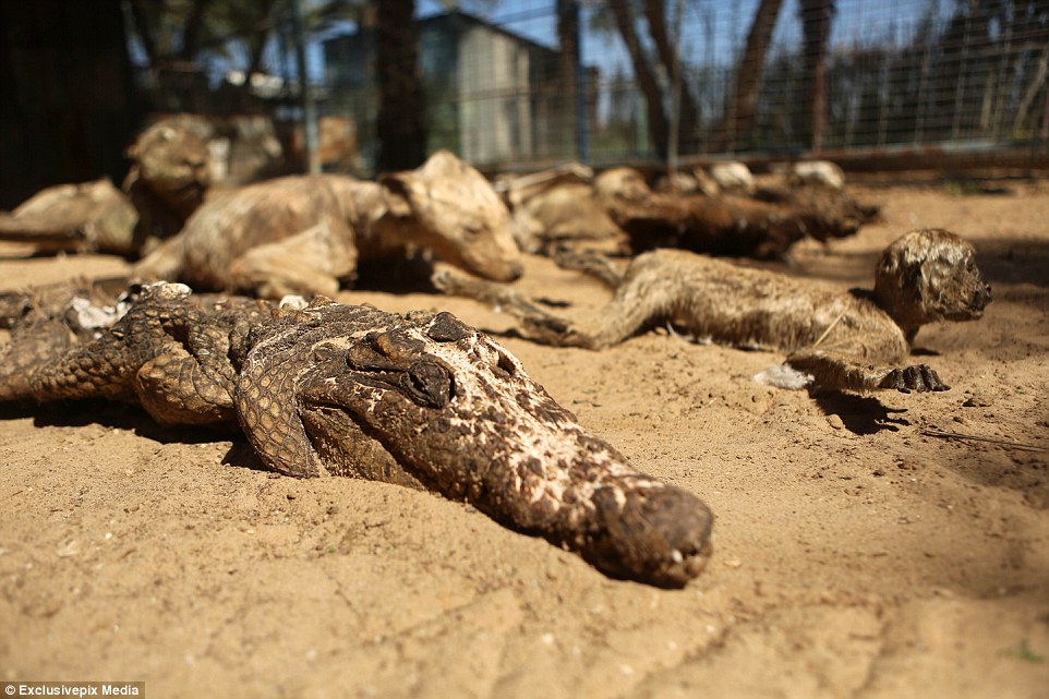 Éhen haltak az állatok a gázai állatkertben (+18) - sokkoló képek