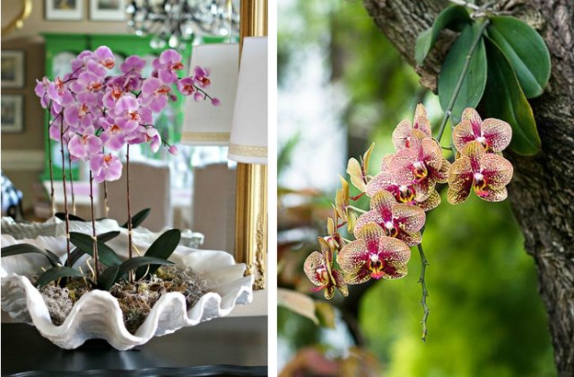 Így ápold az orchideát - a 4 legfontosabb szabály