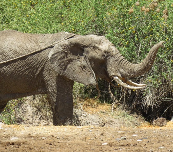 Egy egész falu kellett a mocsárban ragadt elefánt megmentéséhez