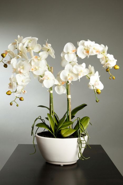 Orchidea-kisokos: így maradjon csodaszép az orchideád egész évben