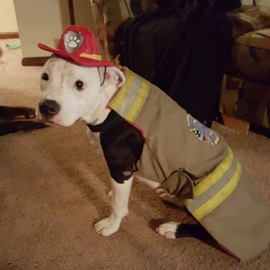 Tűzoltó lett a tűzből kimenekített kutyából - képek