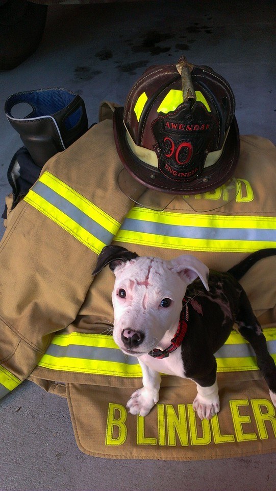 Tűzoltó lett a tűzből kimenekített kutyából - képek