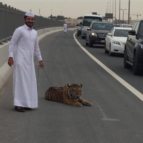 Közlekedési káoszt okozott az autópályára tévedt tigris
